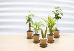 客厅植物风水必知禁忌