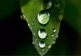 从官格八字命理解析