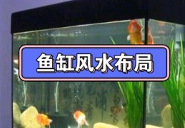 住宅鱼缸催财风水方法
