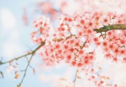 甲子日柱的女命带桃花吗