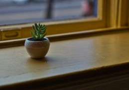 仙人掌与风水禁忌