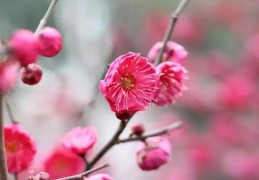 日坐食神女命的事业运势