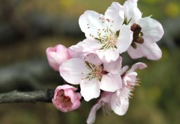 风水桃花运的位置在哪里