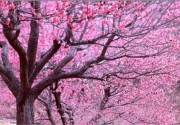 ​什么首饰招桃花运，女装旺桃花