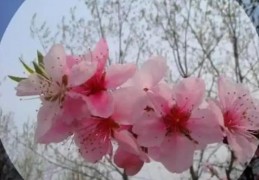 住宅增加桃花运的风水