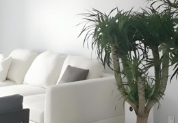 不同方位客厅的植物风水选择