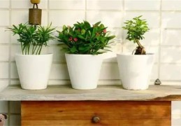 家中养花风水禁忌（家中养花风水禁忌6）