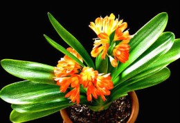 办公室旺风水的植物