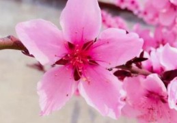 风水催桃花风水布局