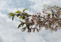 八字正缘桃花查询,“正缘桃花”是什么意思