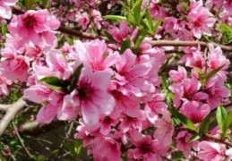 招桃花的住宅风水禁忌