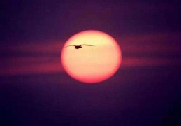 日柱有日德星表示什么