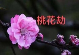 判断八字桃花煞的技巧