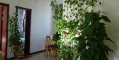 房屋客厅如何选择住宅植物