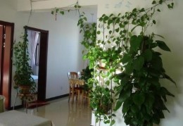 房屋客厅如何选择住宅植物