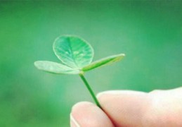 龙龟的摆放风水及禁忌