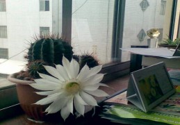 办公室养植物风水禁忌