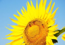 日干无根的人会怎么样（日干无根是什么意思）