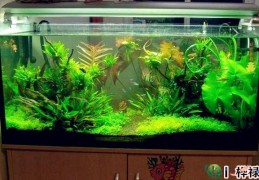 为什么不能开门见鱼缸，风水鱼养几条旺财