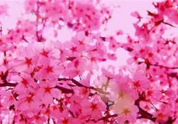 什么风水摆件能招财（什么风水摆件能招财呢）