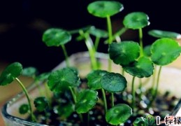 哪类植物是风水招财辟邪植物