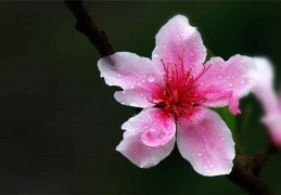 八字桃花神煞查询方法你知道几种