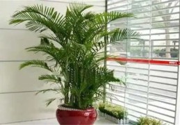 客厅宜养风水植物