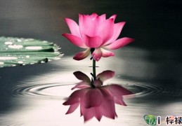 八字清枯代表什么含义