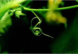 祸从口出的八字特征