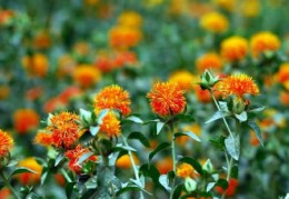 厨房摆放植物风水禁忌