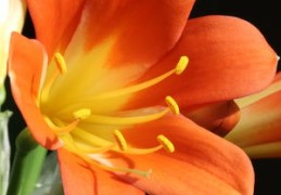 2024年财运好到爆的三大生肖