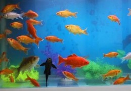 家中养鱼需要注意的风水禁忌
