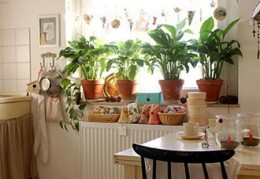 厨房里放什么植物风水好