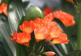 君子兰的风水功效