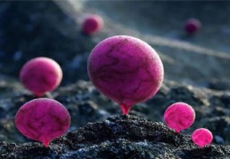 ​植物阴阳风水知识