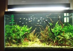 风水鱼缸摆放位置