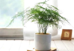 从财格的富翁八字命理