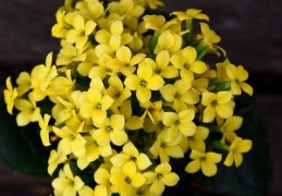 从生辰八字看五行（从生辰八字看五行缺什么）