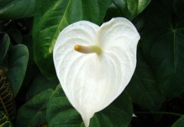 室内绿萝摆放风水学（室内绿萝怎么摆放）