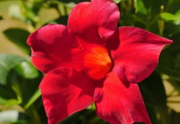 什么样的八字有桃花