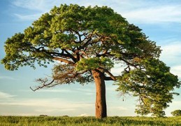 五行缺木多水怎么办