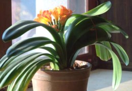 什么植物适合摆在窗台上