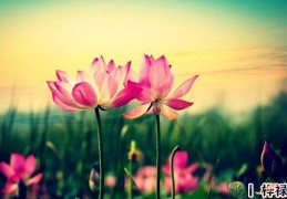 什么贵人能治孤辰寡宿