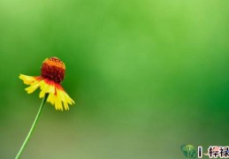 乙木日元生于各月