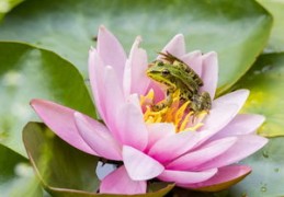 2024年属鼠的运势怎么样 