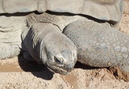 2024年属蛇的人运势解读