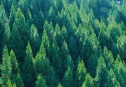 庚寅年生松柏木命