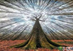 八字甲午日柱命运分析