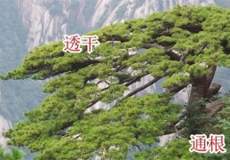 八字中透干与通根是什么意思（透干与通根）