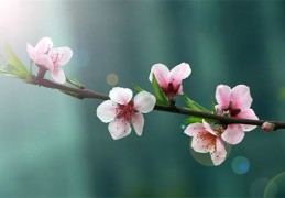 咸池桃花是什么意思（咸池桃花入命啥意思）